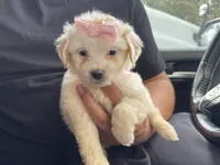 Poodle Mix Female , a female Maltipoo and Maltese for sale in Los Angeles, CA – 1 of 1