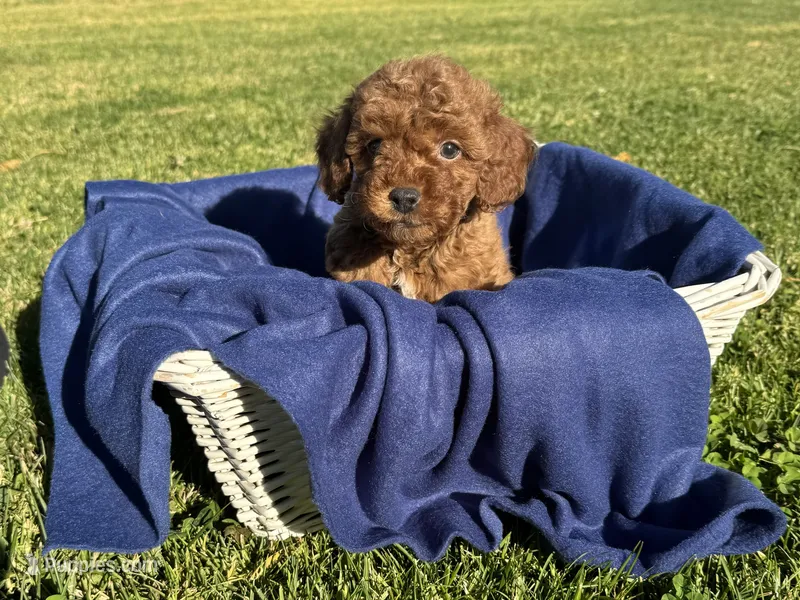 Beautiful TOY Poodle 🧸  – Poodle - Toy  puppy for sale in Los Angeles, CA