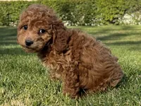 Sweet RED Poodle 🧸❤️, a male Poodle - Toy  for sale in Los Angeles, CA – 2 of 3