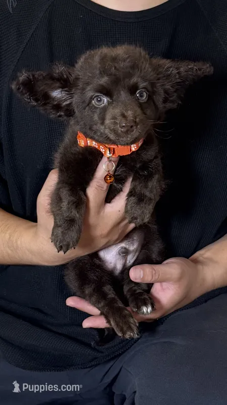 Mini Dachshund Mix  – Chihuahua, Miniature Dachshund puppy for sale in Rancho Cucamonga, CA