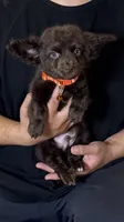 Mini Dachshund Mix , a male Chihuahua and Miniature Dachshund for sale in Rancho Cucamonga, CA – 1 of 1
