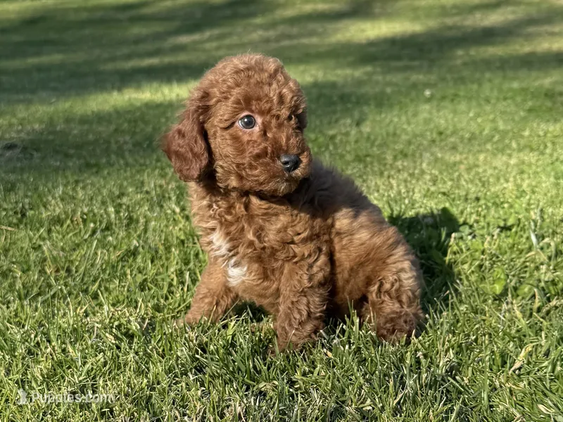 🤎LiL TeDDy-BeAr🐻🧸🤎 – Poodle - Toy  puppy for sale in Los Angeles, CA