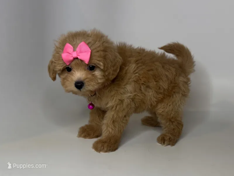Dark Apricot Maltipoo , a female Maltipoo and Poodle - Toy  for sale in Rancho Cucamonga, CA – 1 of 1