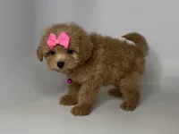 Dark Apricot Maltipoo , a female Maltipoo and Poodle - Toy  for sale in Rancho Cucamonga, CA – 1 of 1