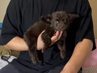 Chocolate Puppy, a male Chihuahua and Miniature Dachshund for sale in Rancho Cucamonga, CA – 1 of 1