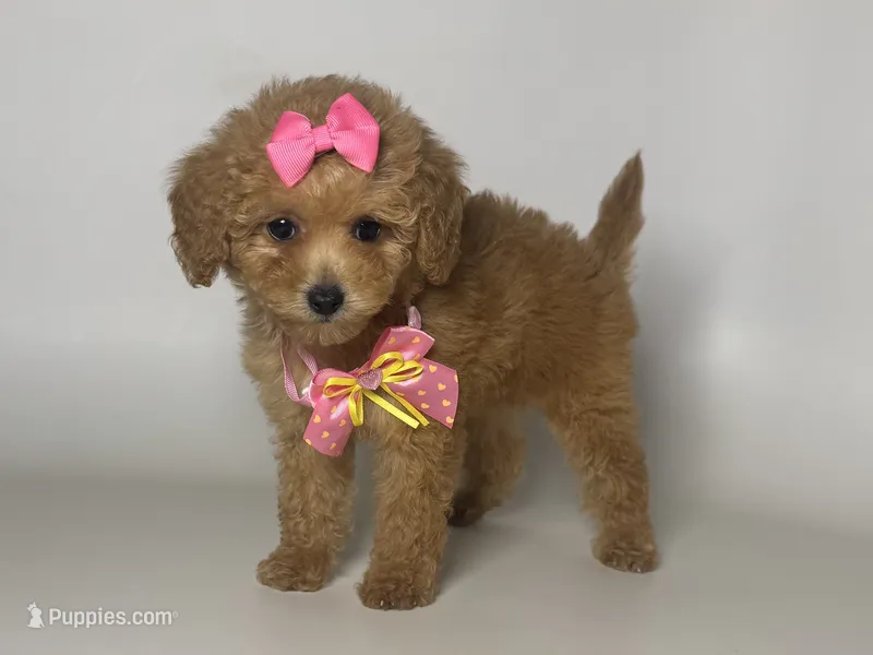 Apricot Female, a female Maltipoo and Poodle - Toy  for sale in Rancho Cucamonga, CA – 1 of 1
