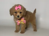 Apricot Female, a female Maltipoo and Poodle - Toy  for sale in Rancho Cucamonga, CA – 1 of 1