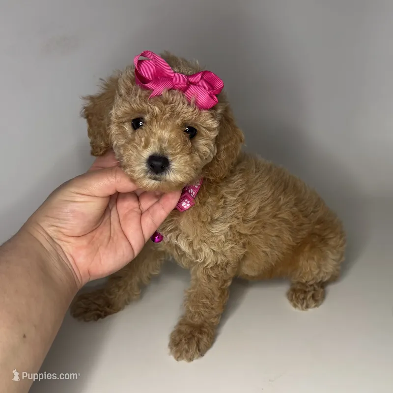 Cutest Baby Girl 💕 – Maltipoo, Poodle - Toy  puppy for sale in Rancho Cucamonga, CA