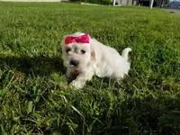Maltese Mix Puppy, a female Maltipoo and Maltese for sale in Los Angeles, CA – 2 of 2