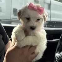 Malti-Poo Female Pup, a female Maltipoo and Maltese for sale in Los Angeles, CA – 1 of 1