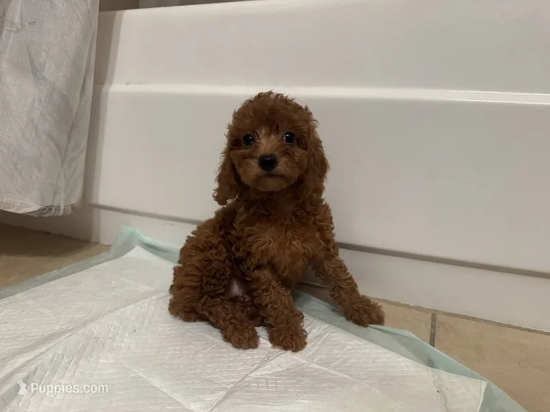 TEDDY 🤎 – Poodle - Toy , Poodle - Miniature  puppy for sale in Los Angeles, CA