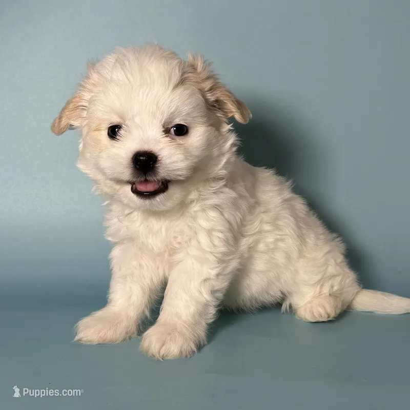 Maltese Mix Puppy  – Maltipoo, Maltese puppy for sale in Rancho Cucamonga, CA