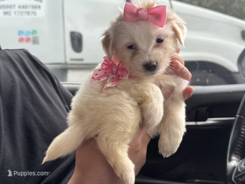 Maltese Mix 🐶 – Maltipoo, Maltese puppy for sale in Los Angeles, CA