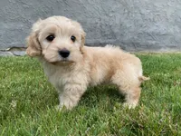 Cava-Poodle, a male Cavapoo and Poodle - Toy  for sale in Rancho Cucamonga, CA – 1 of 1