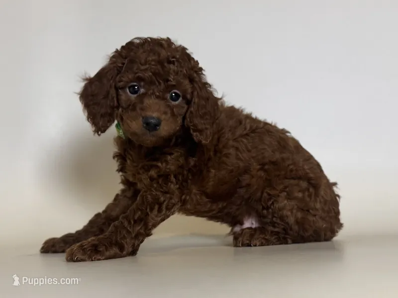 Red Male Poodle – Poodle - Toy  puppy for sale in Rancho Cucamonga, CA