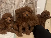 Poodle Puppy, a female Poodle - Toy  and Poodle - Miniature  for sale in Los Angeles, CA – 2 of 2