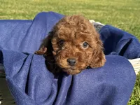 Male Puppy , a female Poodle - Toy  for sale in Los Angeles, CA – 1 of 2