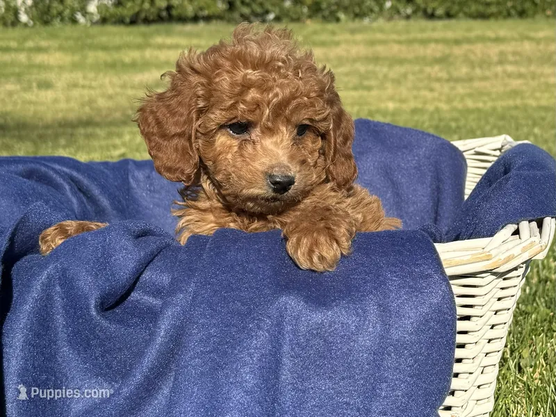 Dark Red Poodle Pup, a female Poodle - Toy  for sale in Los Angeles, CA – 1 of 2