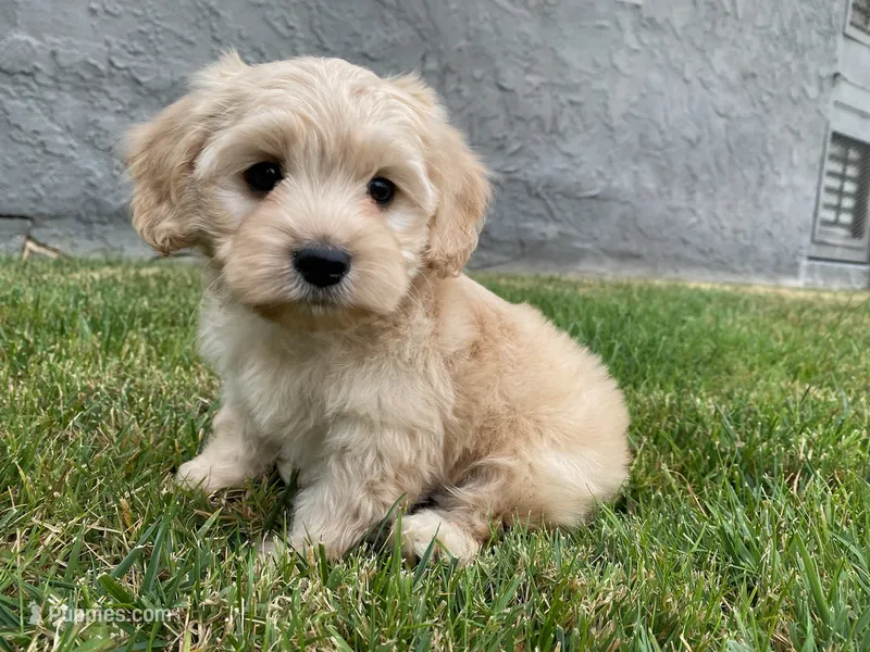 BABY CavaPoo 🤎🐾 – Cavapoo, Poodle - Toy  puppy for sale in Rancho Cucamonga, CA