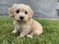 BABY CavaPoo 🤎🐾, a male Cavapoo and Poodle - Toy  for sale in Rancho Cucamonga, CA – 1 of 1