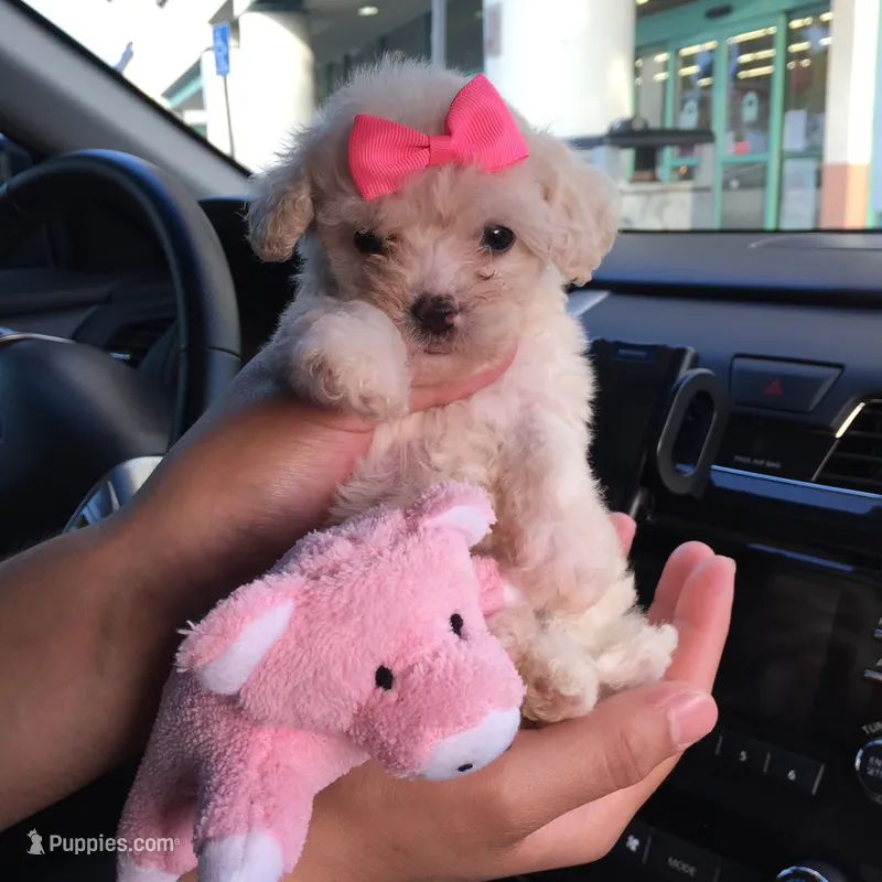 XXS Malti-Poo – Maltipoo, Poodle - Toy  puppy for sale in Los Angeles, CA