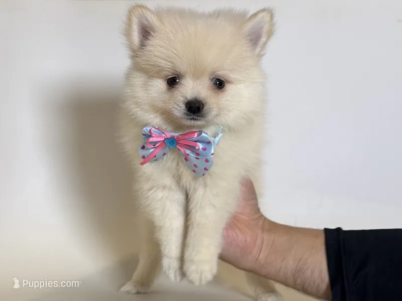POM 🩵 – Pomeranian puppy for sale in Rancho Cucamonga, CA