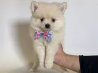 POM 🩵, a male Pomeranian for sale in Rancho Cucamonga, CA – 1 of 1