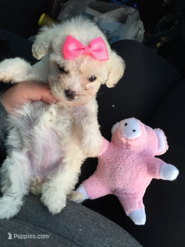 TINY Maltipoo Girl  – Maltipoo, Poodle - Toy  puppy for sale in Los Angeles, CA