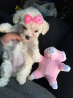 TINY Maltipoo Girl , a female Maltipoo and Poodle - Toy  for sale in Los Angeles, CA – 1 of 1
