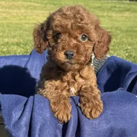 TEDDY BEAR 🧸 , a female Poodle - Toy  for sale in Los Angeles, CA – 1 of 2