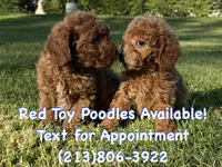 Sweet RED Poodle 🧸❤️, a male Poodle - Toy  for sale in Los Angeles, CA – 3 of 3