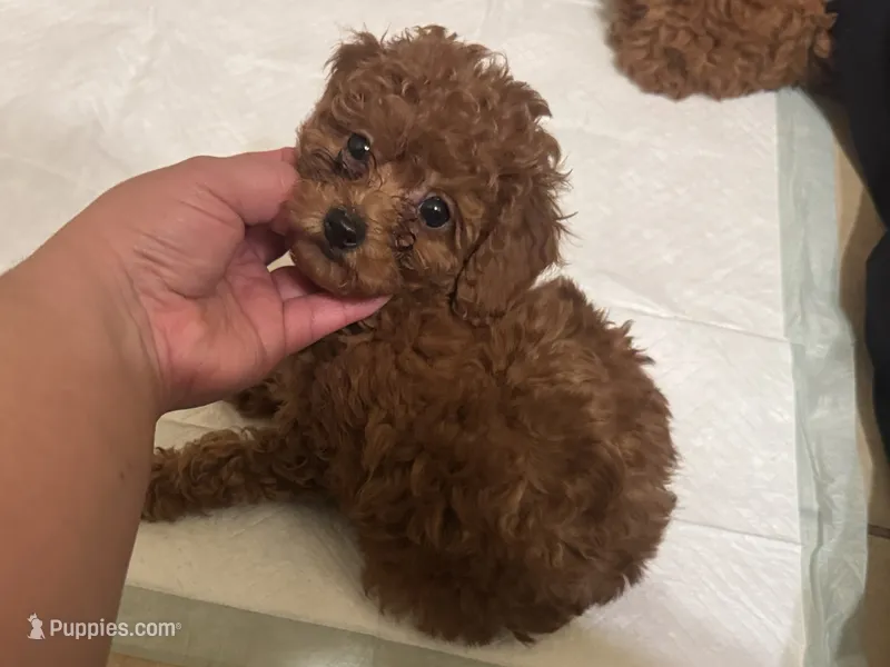 ROSIE – Poodle - Toy , Poodle - Miniature  puppy for sale in Los Angeles, CA