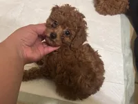 ROSIE, a female Poodle - Toy  and Poodle - Miniature  for sale in Los Angeles, CA – 1 of 1