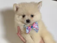 POMERANIAN Puppy 💙, a male Pomeranian for sale in Rancho Cucamonga, CA – 1 of 1