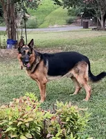 Steele, a male German Shepherd Dog for sale in Hickory, NC – Photo 2 of 4
