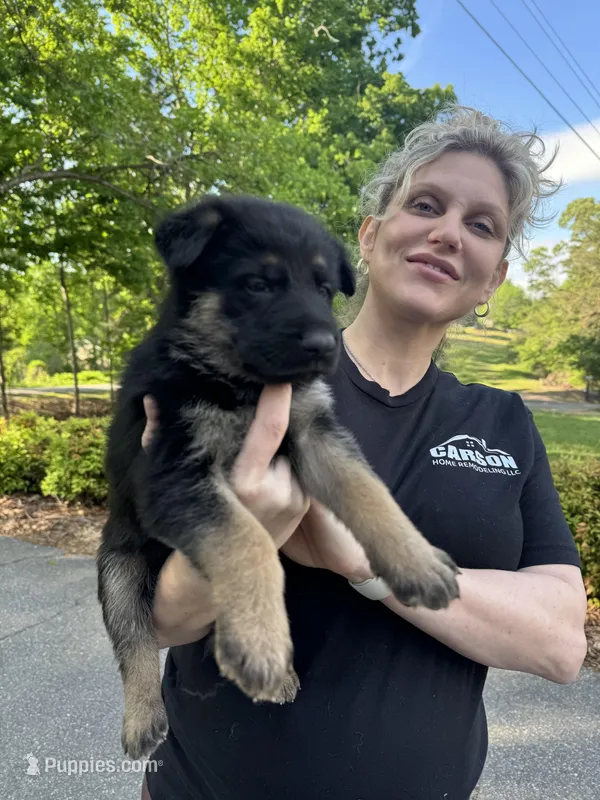 Steele – German Shepherd Dog puppy for sale in Hickory, NC
