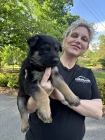 Steele, a male German Shepherd Dog for sale in Hickory, NC – Photo 1 of 4