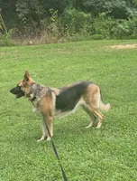 Steele, a male German Shepherd Dog for sale in Hickory, NC – Photo 3 of 4