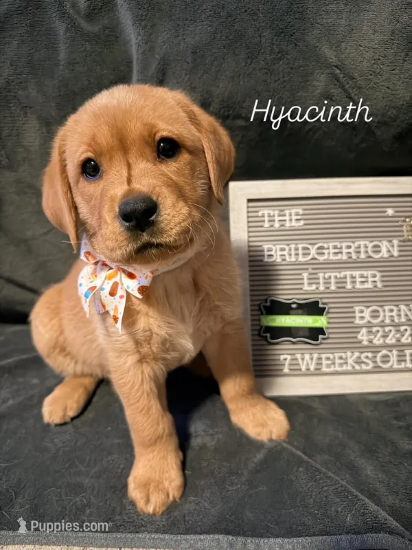 Hyacinth – Labrador Retriever puppy for sale in Johnston, RI