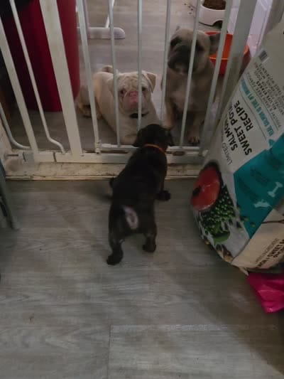 Oshkosh , a male French Bulldog and Pug for sale in Temple, TX – 2 of 2