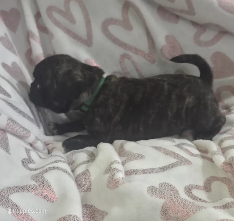 Bonnie – French Bulldog, Pug puppy for sale in Temple, TX