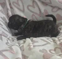 Bonnie, a female French Bulldog and Pug for sale in Temple, TX – 1 of 7