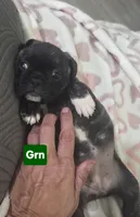 Bonnie, a female French Bulldog and Pug for sale in Temple, TX – 4 of 7