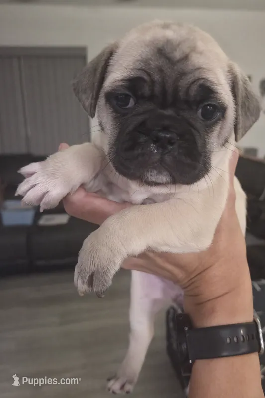Rare Editions – French Bulldog, Pug puppy for sale in Temple, TX