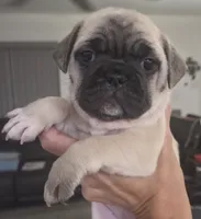 Rare Editions, a female French Bulldog and Pug for sale in Temple, TX – 3 of 9