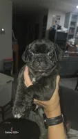 Oshkosh , a male French Bulldog and Pug for sale in Temple, TX – 2 of 7