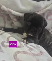Matilda, a female French Bulldog and Pug for sale in Temple, TX – 3 of 7