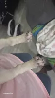Rare Editions, a female French Bulldog and Pug for sale in Temple, TX – 6 of 9