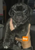 Oshkosh , a male French Bulldog and Pug for sale in Temple, TX – 3 of 7