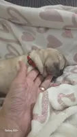 Rare Editions, a female French Bulldog and Pug for sale in Temple, TX – 5 of 9